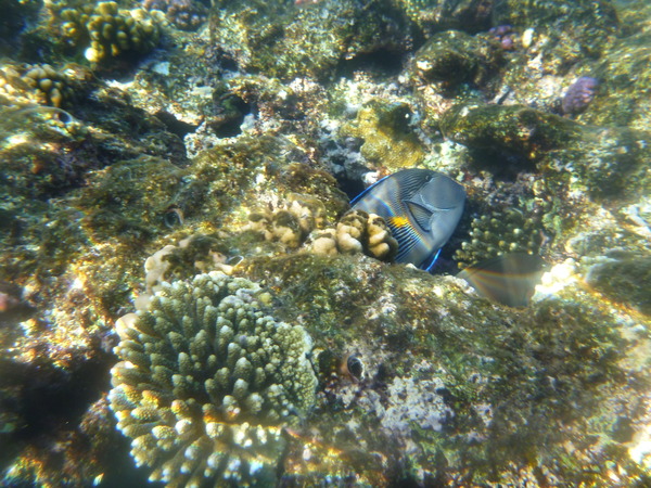 Surgeonfish - Sohal Surgeonfish