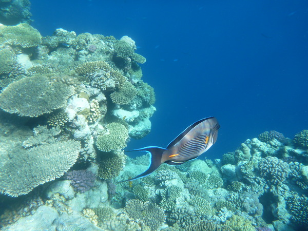 Surgeonfish - Sohal Surgeonfish