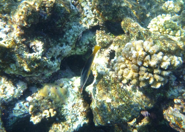 Wrasse - Bird Wrasse