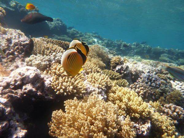 Butterflyfish - Exquisite Butterflyfish