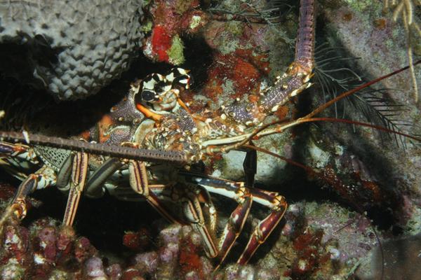 Spiny Lobsters - Caribbean Spiny Lobster