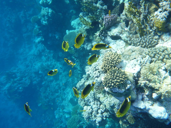 Butterflyfish - Striped Butterflyfish