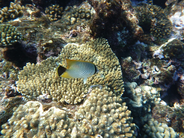 Butterflyfish - Chevroned Butterflyfish