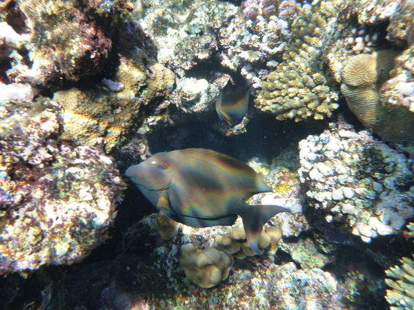 Surgeonfish - Striped Bristletooth