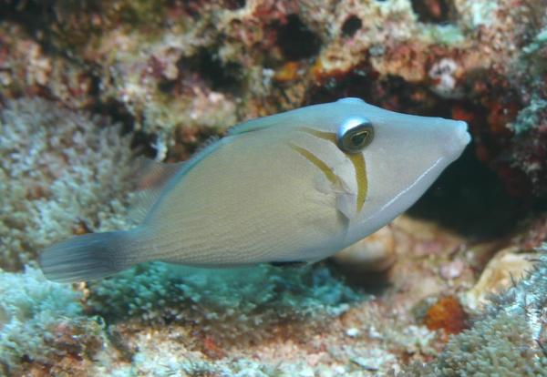 Triggerfish - Boomerang Triggerfish