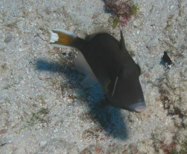 Triggerfish - Flagtail Triggerfish