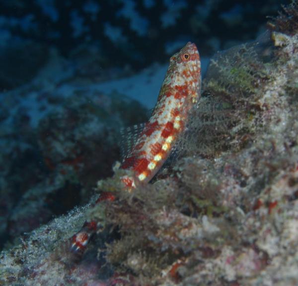 Lizardfish - Redmarbled Lizardfish