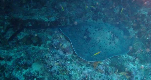 Stingrays - Blotched Fantail Ray