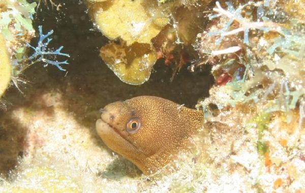 Moray - Goldentail Moray