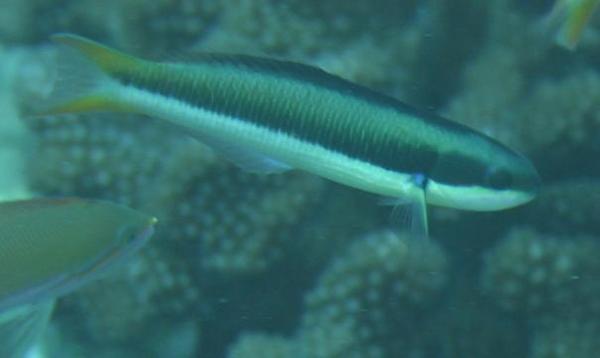 Wrasse - Bluntheaded Wrasse