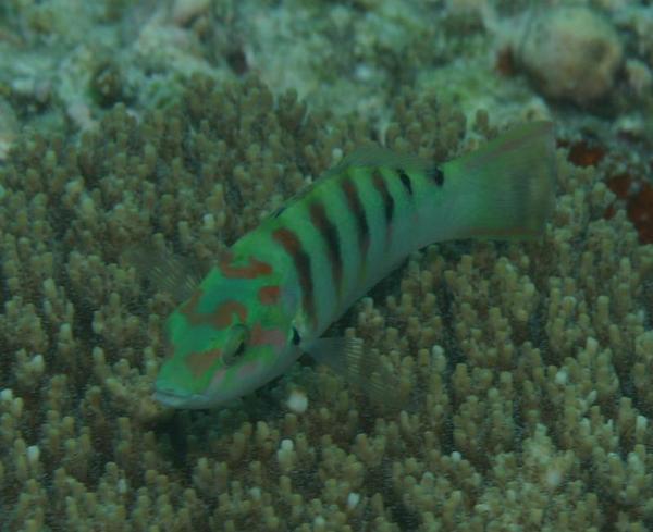 Wrasse - Sixbar Wrasse