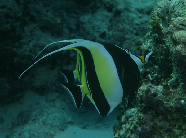 Surgeonfish - Moorish Idol