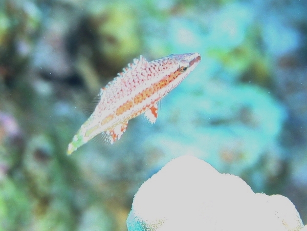 Wrasse - Mental Wrasse