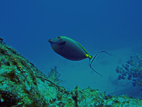 Surgeonfish - Orangespine Surgeonfish