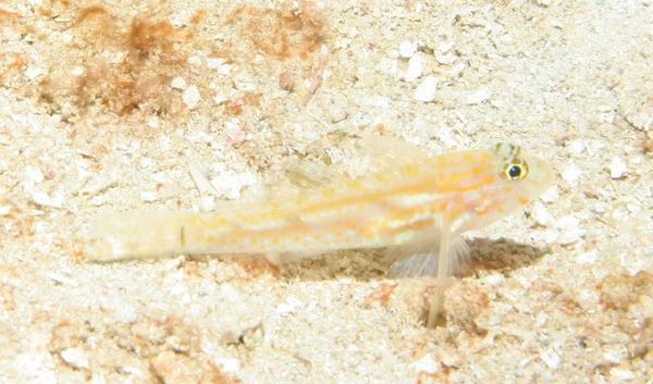 Gobies - Pallid Goby