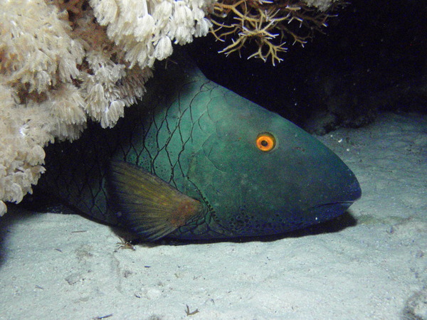 Parrotfish - Bicolour Parrotfish