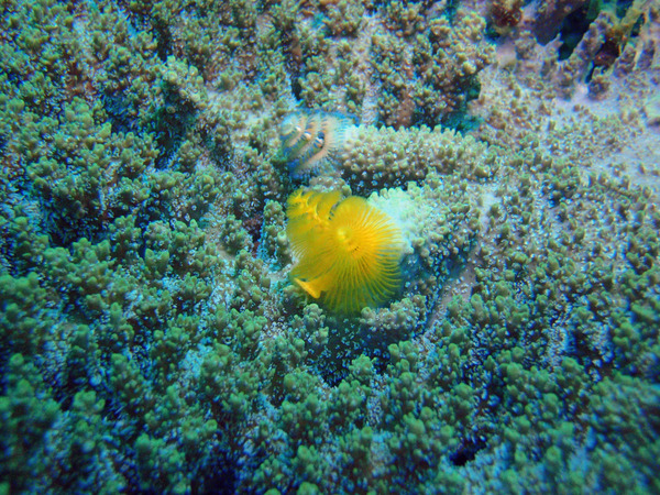 Nudibranch - Christmas tree worm