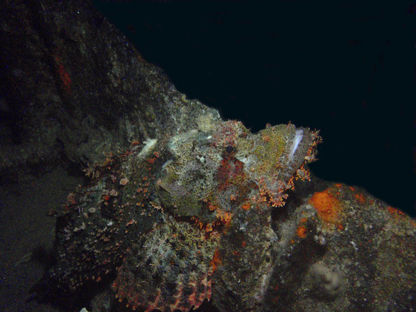 Scorpionfish - Tassled Scorpionfish