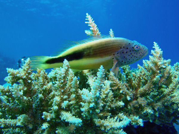 Hawkfish - Blackside Hawkfish