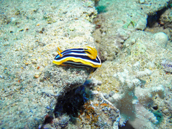 Nudibranch - Pyjama nudibranch