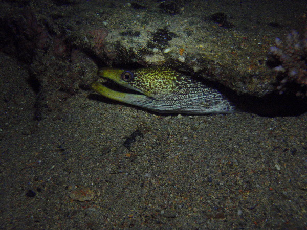 Moray - Undulate Moray