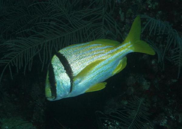 Porkfish - Porkfish