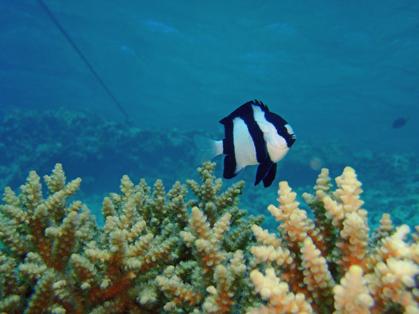 Damselfish - Banded Damselfish