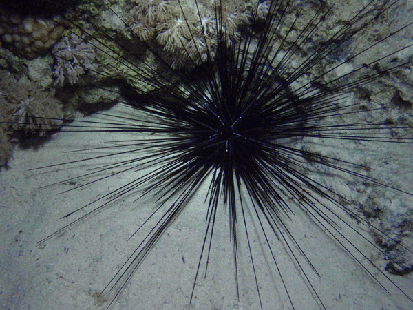 Sea Urchins - Longspine Sea Urchin
