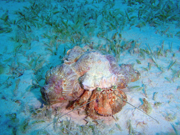 Crabs - Anemone Hermit Crab