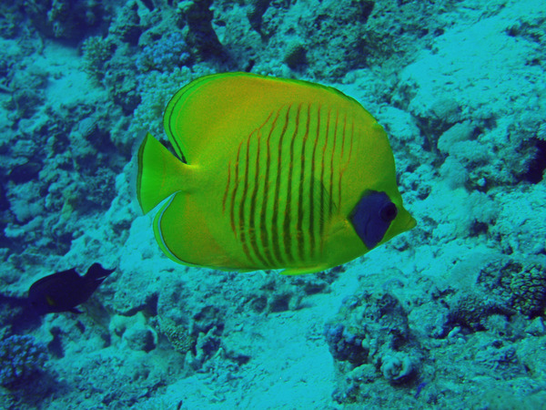 Butterflyfish - Masked Butterflyfish