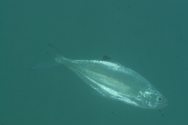 Jacks - Double-spotted Queenfish Jacks - Double-spotted Queenfish