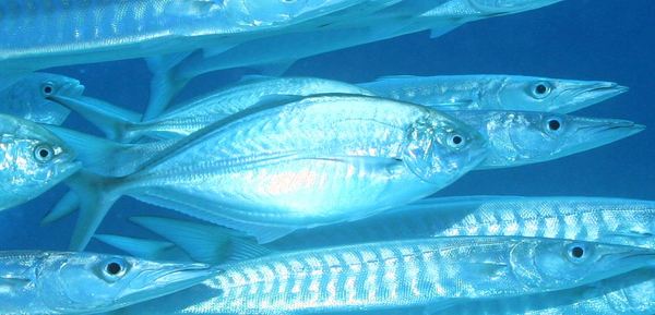 Jacks - Herring Scad Jacks - Herring Scad