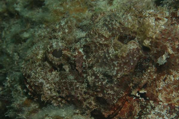 Scorpionfish - Spotted Scorpionfish