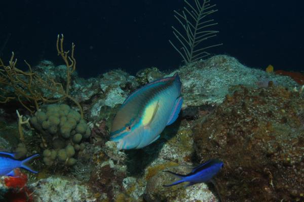 Parrotfish - Princess Parrotfish