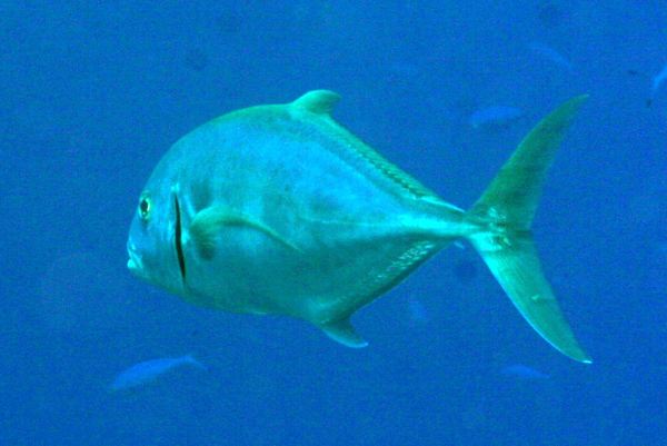 Jacks - Yellowspotted Trevally