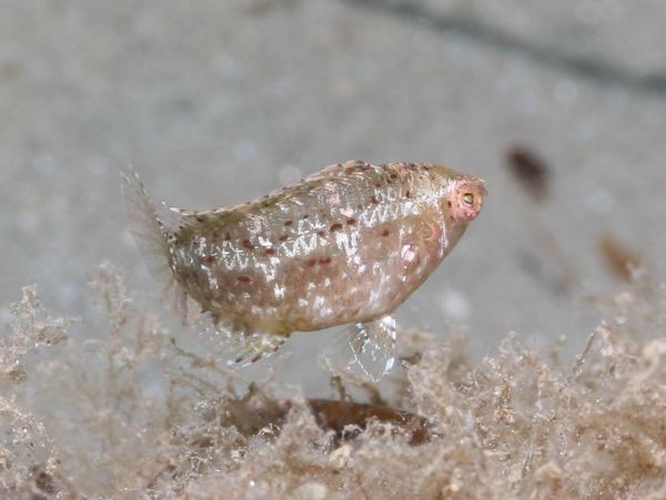 Wrasse - Sideburn Wrasse