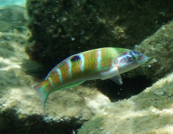 Wrasse - Turkish Wrasse