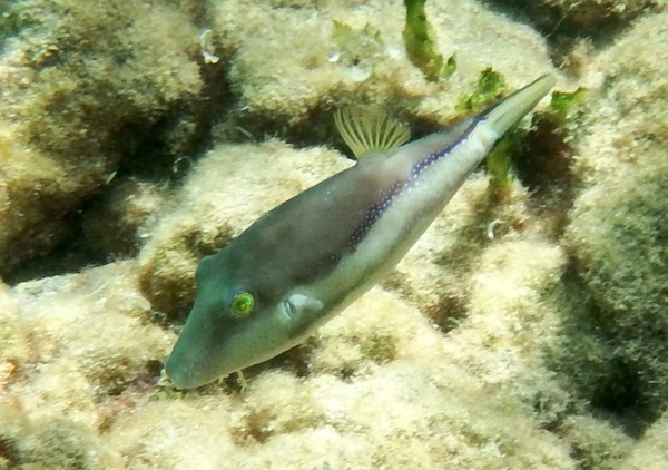 Pufferfish - Sharpnose Puffer