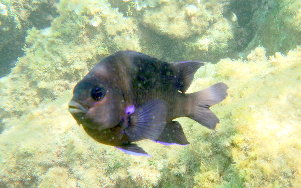 Damselfish - Bluefin Damselfish