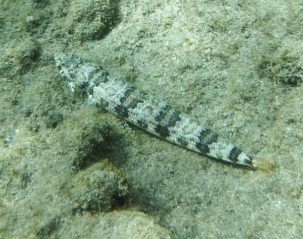 Lanzarote Fish Chart