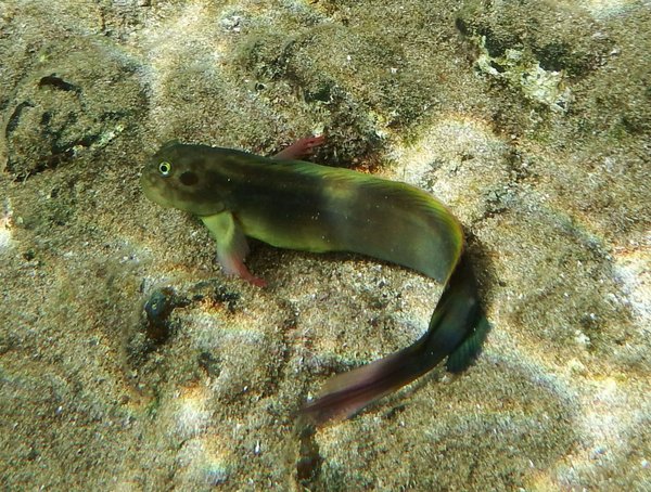 Lanzarote Fish Chart