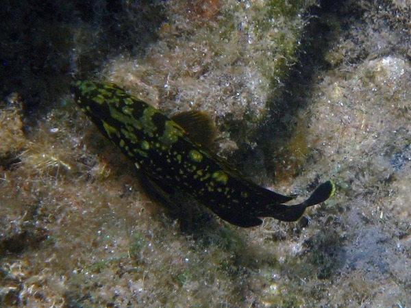 Groupers - Dusky Grouper