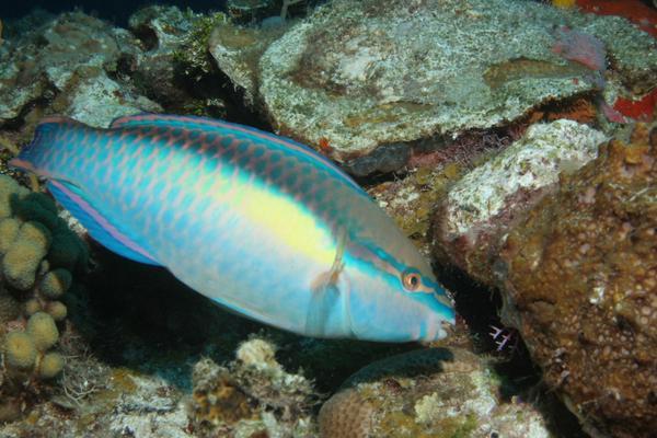 Parrotfish - Princess Parrotfish