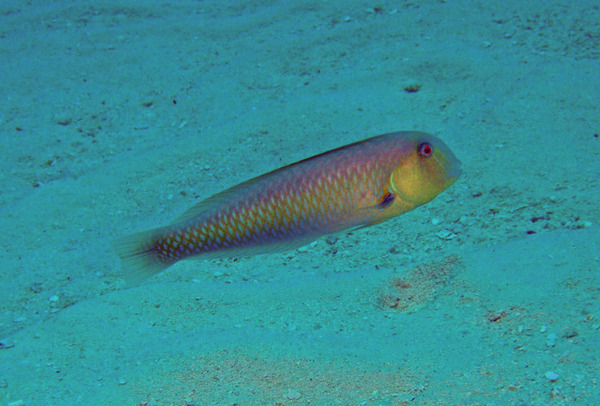 Razorfish - Rosy Razorfish