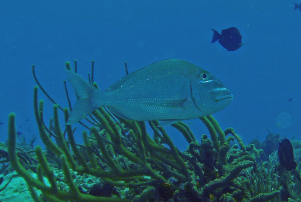 Porgies - Jolthead Porgy