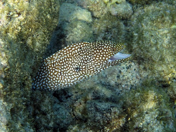 Moray - Whitemouth Moray Eel