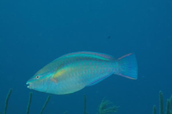 Parrotfish - Princess Parrotfish