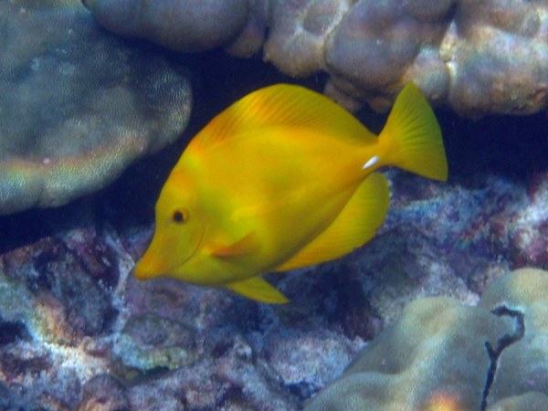 Surgeonfish - Yellow Tang