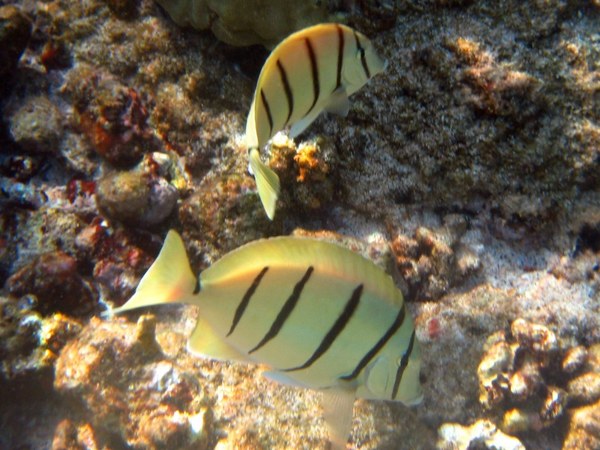 Surgeonfish - Convict Surgeonfish