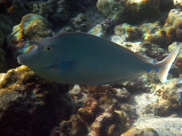 Surgeonfish - Bluespine Unicornfish